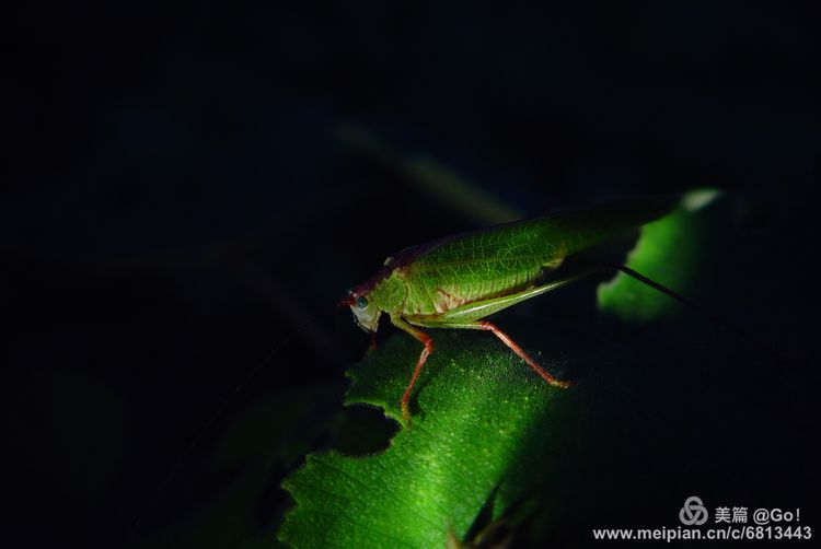 微距镜头下的昆虫视角,微距下的昆虫摄影