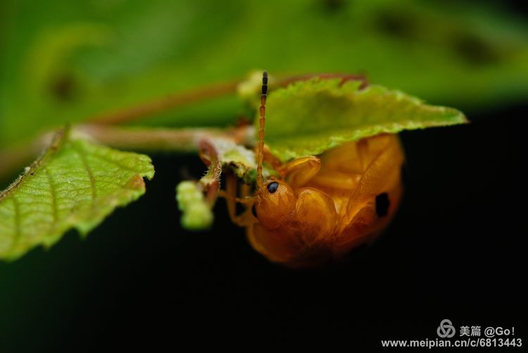 微距镜头下的昆虫视角,微距下的昆虫摄影