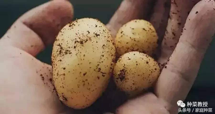 种菜土豆怎么种,阳台土豆种植技术全过程