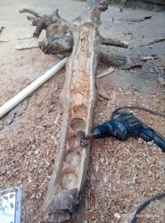 春天的多肉带给枯木新的生机，于是它们相爱了！