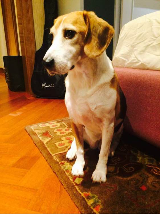 普遍的狗狗品种大全及图片,所有狗狗品种集合大全