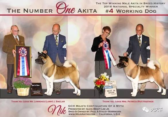 德牧登顶！BIS视频！世界第一犬展2017西敏寺赛果总汇