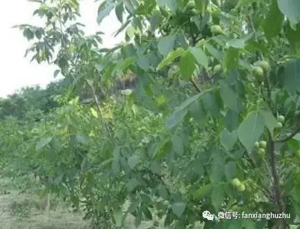 核桃苗几月份移栽最好,核桃苗移栽后多久发芽