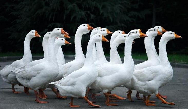 农村最暴利的生意,农村赚钱项目价格