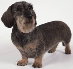 普遍的狗狗品种大全及图片,所有狗狗品种集合大全