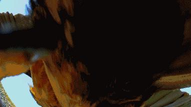 豆瓣9.7的企鹅版《无间道》，上演最萌版「原配撕小三」！