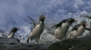 豆瓣9.7的企鹅版《无间道》，上演最萌版「原配撕小三」！