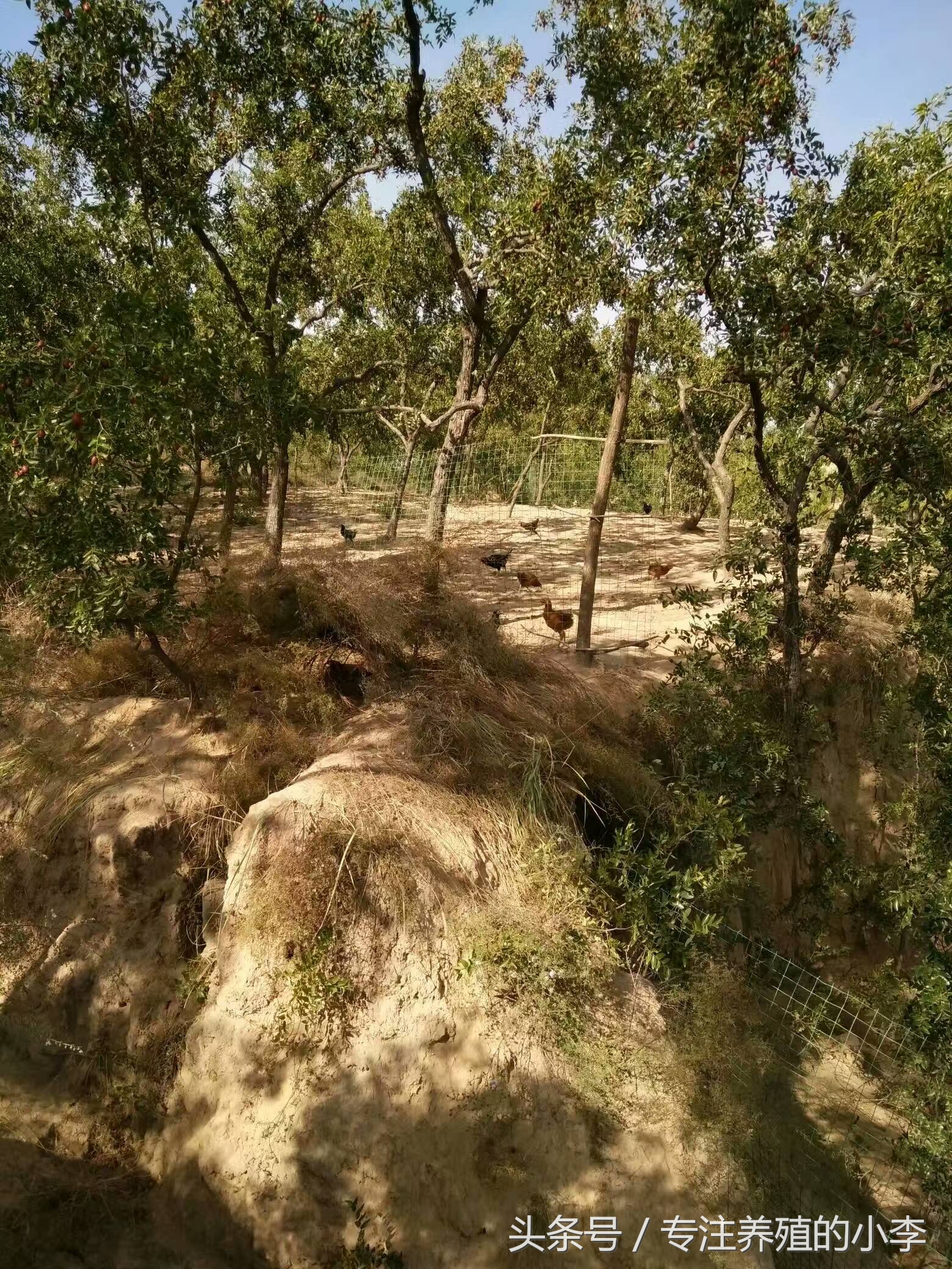 鸡瘟不可怕掌握以下5点,防止鸡瘟给鸡吃什么好