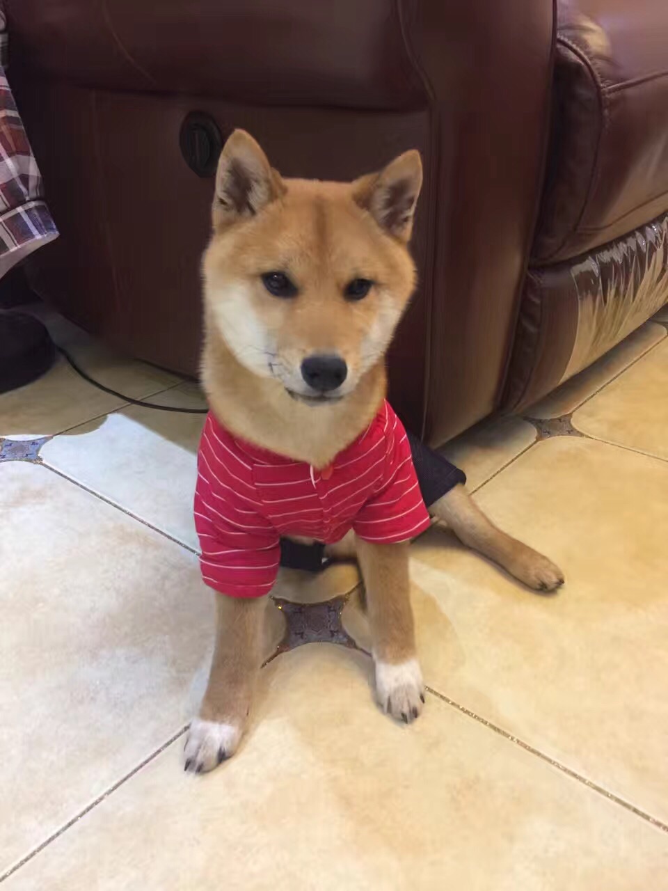 成精的那位，我家的招待可以吧