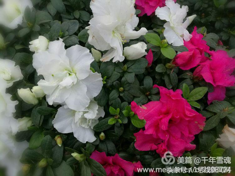 永远的余子店——文/刘宏冰