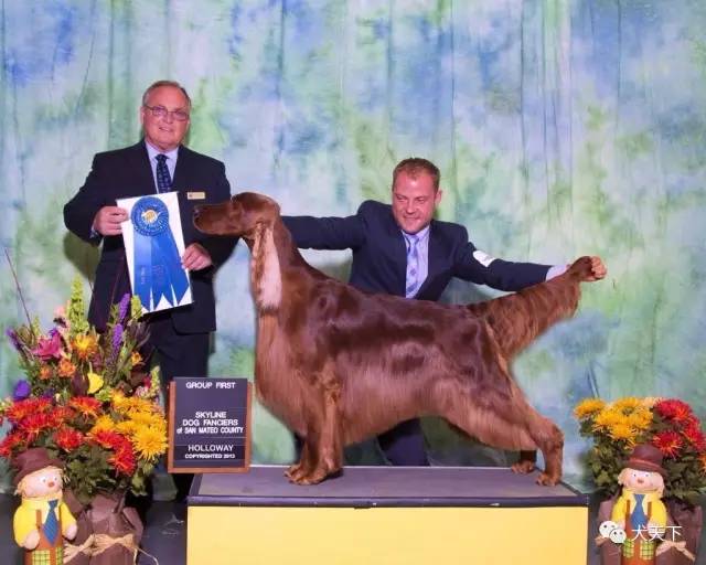 德牧登顶！BIS视频！世界第一犬展2017西敏寺赛果总汇