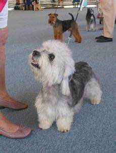 收藏狗狗的图片,收藏宠物集