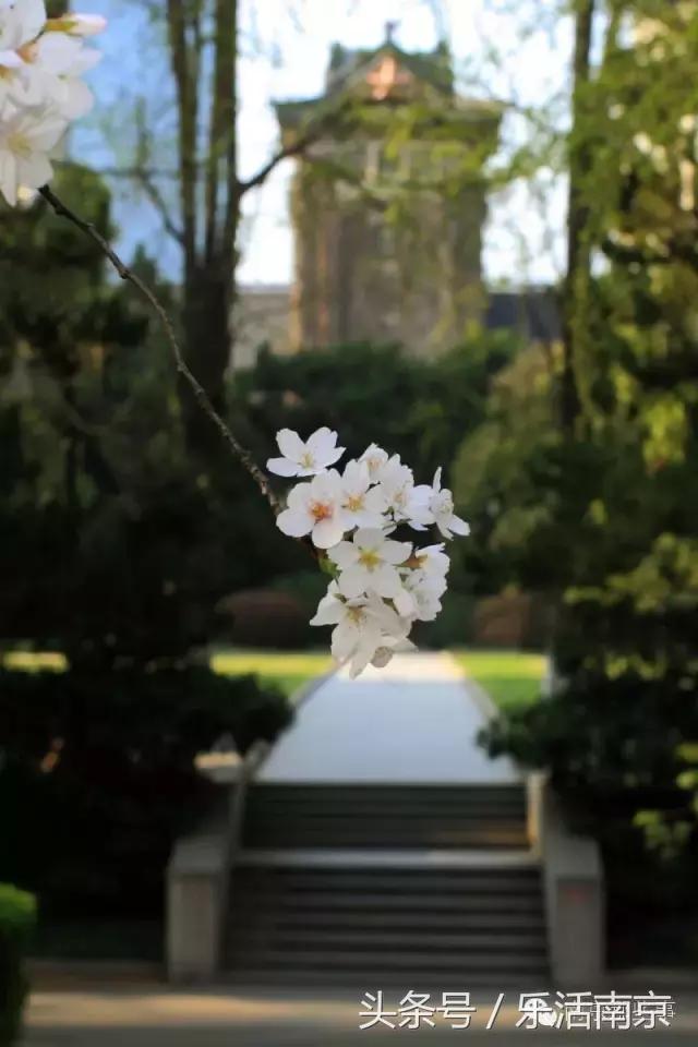 南京踏青赏梅乐享春光,赏梅园