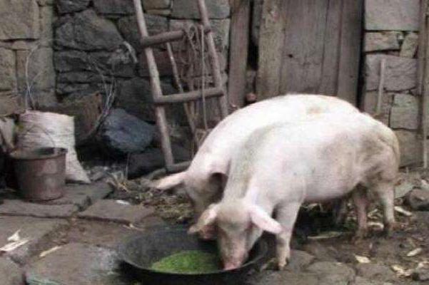 猪打喷嚏的原因,猪打喷嚏什么原因