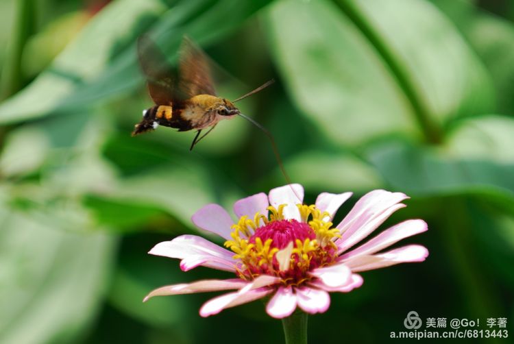 微距镜头下的昆虫视角,微距下的昆虫摄影