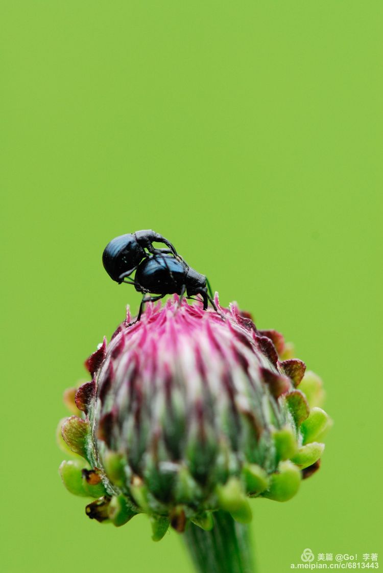 微距镜头下的昆虫视角,微距下的昆虫摄影
