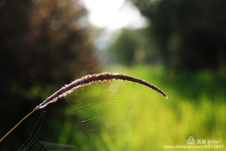 微距镜头下的昆虫视角,微距下的昆虫摄影