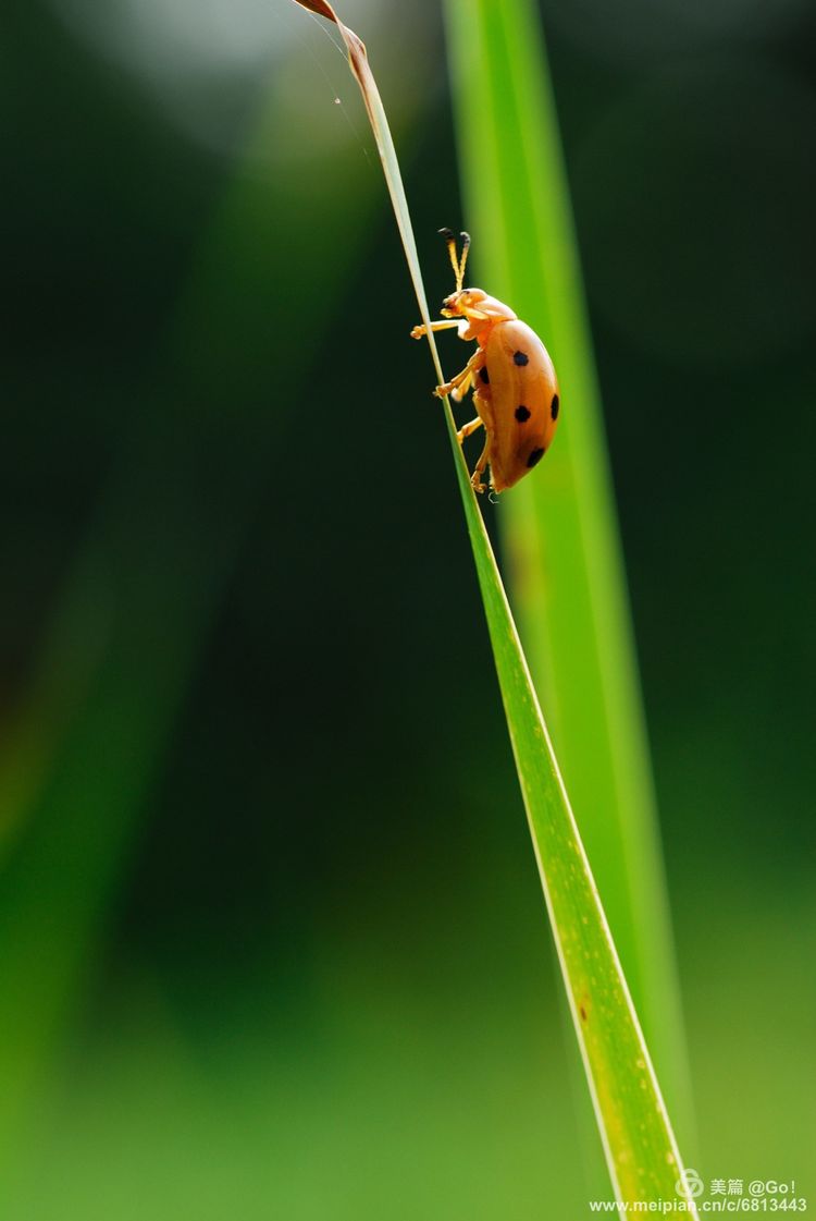 微距镜头下的昆虫视角,微距下的昆虫摄影