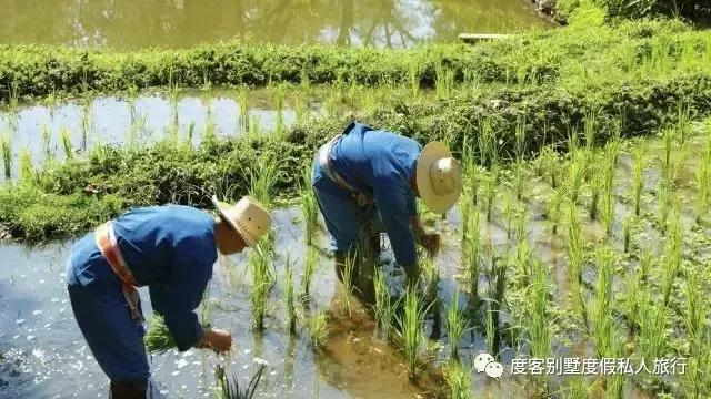 清迈四季酒店值得去吗,清迈四季酒店在哪里