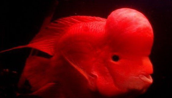 鹦鹉鱼哪个品种最好看又好养,鹦鹉鱼什么品种最大最好养