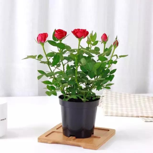 在家怎样自制花卉营养土,如何自制有机营养土