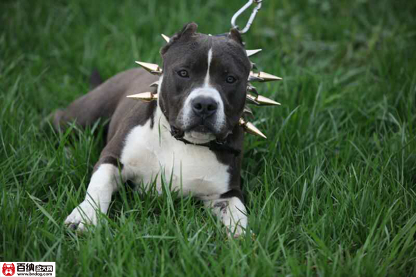 魔兽源犬舍“布兰妮”三岁震撼气质成就犬界恢弘传奇!