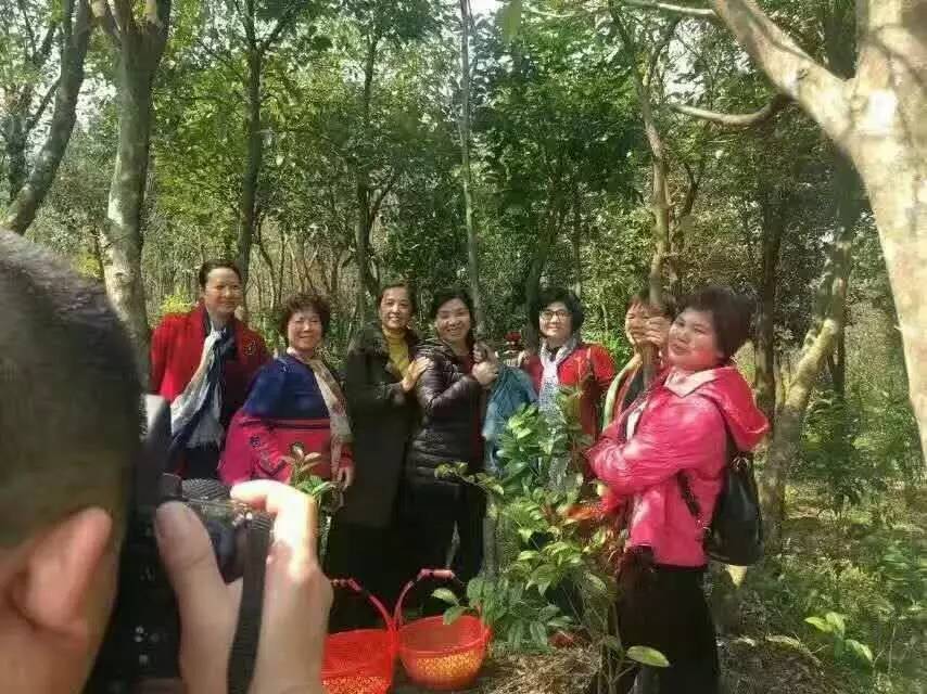 金花茶文化旅游节2019,金花茶节