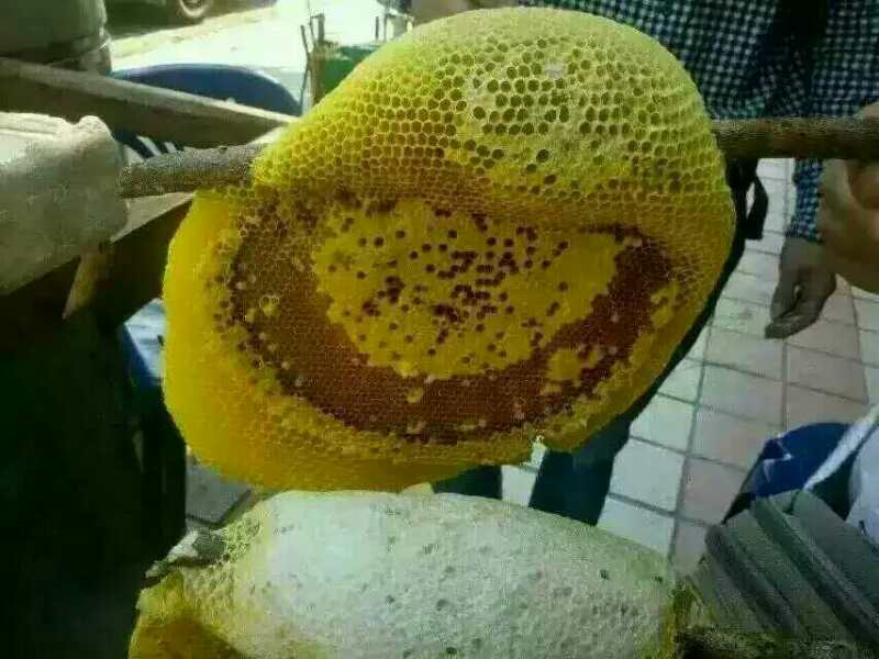 老挝街边的野生蜂蜜,老挝原始森林中纯天然野生蜂蜜