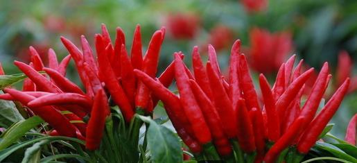 一样东西常吃“百毒不侵！”