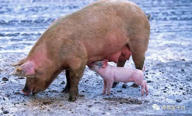 母猪产后没奶仔猪该咋办,母猪产后没奶水人工怎么喂小猪