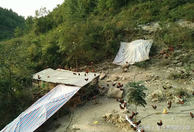 鸡瘟不可怕掌握以下5点,防止鸡瘟给鸡吃什么好