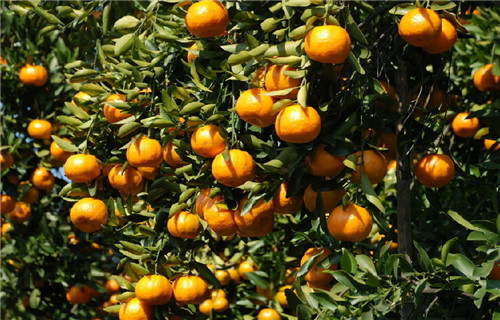 恩施凤凰古城网红小吃,长沙的小吃和凤凰古城一样不