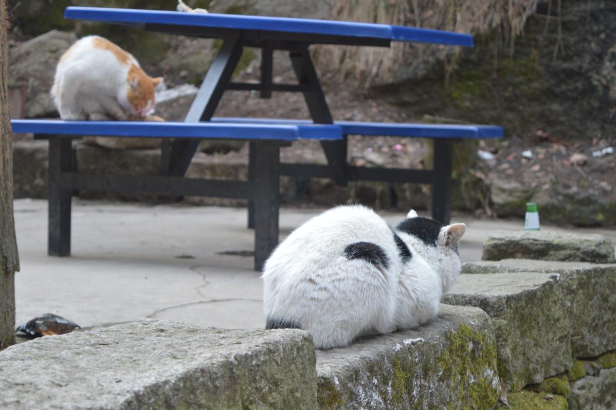 素人爬华山攻略,夜爬华山最实用攻略