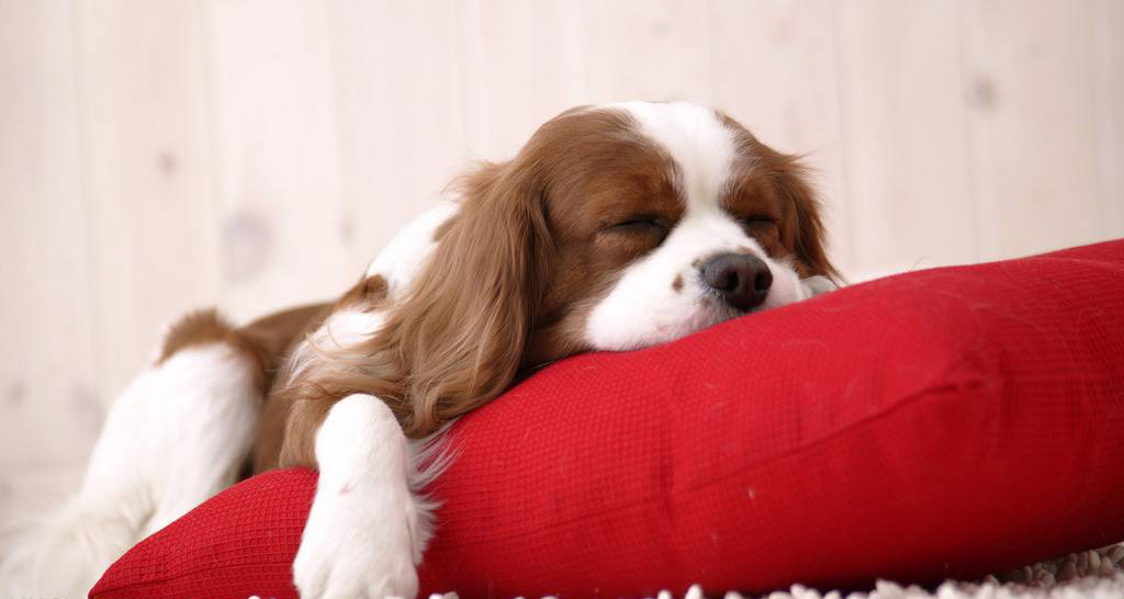 怎么训练狗狗晚上安静睡觉,狗狗晚上老叫怎么训练呢图片