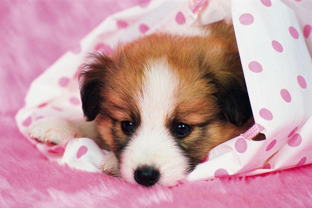 怎么训练狗狗晚上安静睡觉,狗狗晚上老叫怎么训练呢图片