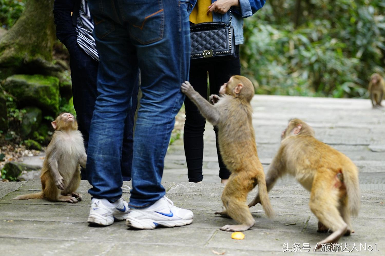 游记张家界8天旅游详细攻略,张家界天门山森林公园美景游记