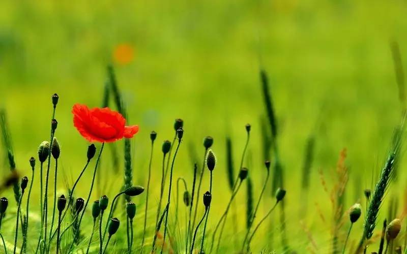 春风如贵客一到便繁华作文赏析,春风如贵客一到便繁华原文