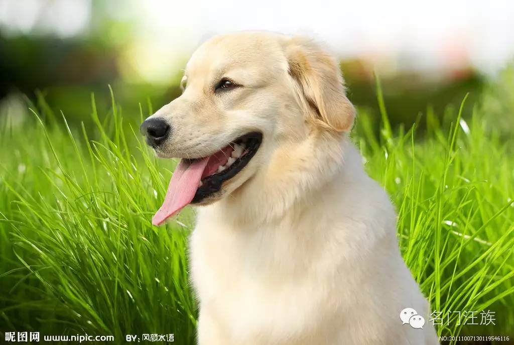 汪汪队狗狗怀孕,汪汪队狗狗怀孕的样子