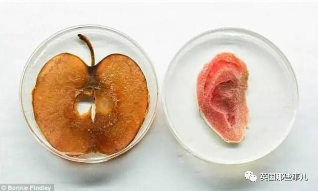 在苹果片上“种”出人耳？！这不是恐怖故事，是脑洞大开的医学新方向啊喂！