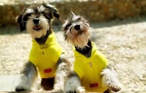 狗狗生病了吃什么食物,狗狗生病了吃点什么好