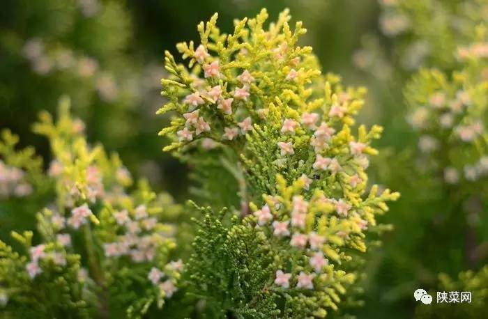 陕菜腊肉,汉中特色美食腊肉