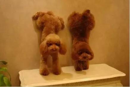 倒立的好处很多你能倒立吗,不会倒立的人怎么才能学会倒立呢