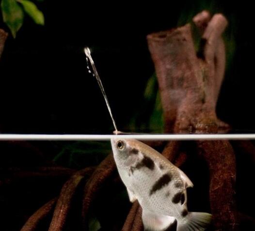 火影忍者动物会忍术,水枪射水鱼