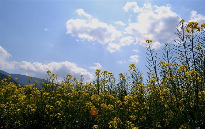 春季赏花图鉴大全,春季赏花游哪里好玩
