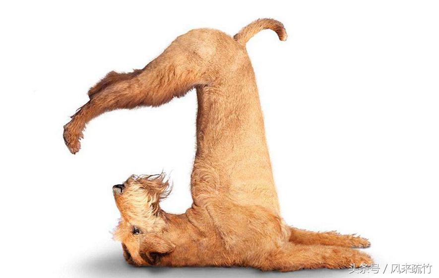 怎么学会倒立儿童,怎么能一分钟学会倒立