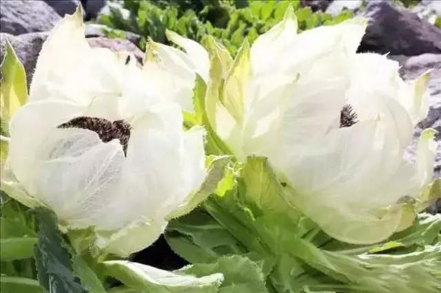 刘虎岐：想要种中草药赚钱，你先得了解它们！