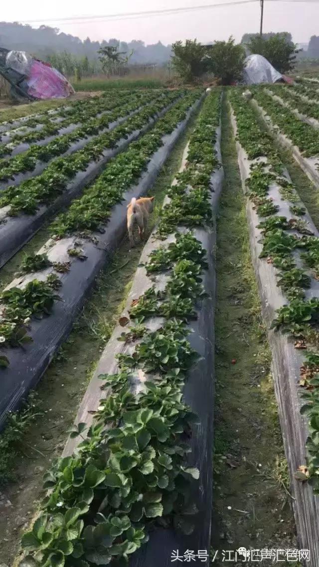 江门草莓采摘园在哪里,草莓采摘园人满为患