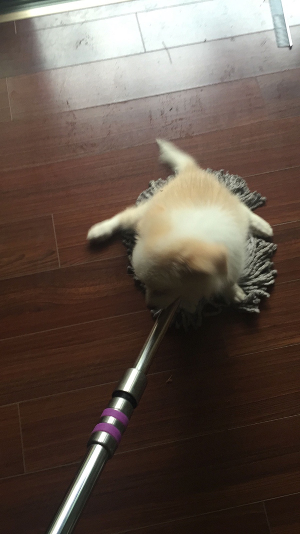 边牧这种狗到底有多聪明,边牧的智商真的有6-8岁那么高吗