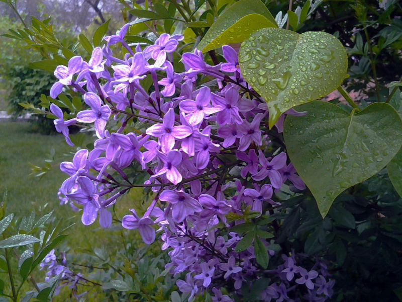 什么茶去胃火治疗口臭,泡什么茶喝可以治胃病除口臭