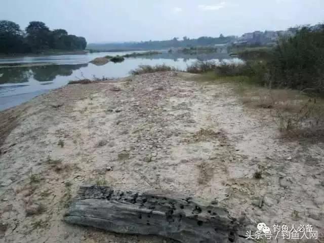 沉香木钓鱼视频大全,沉香木钓鱼